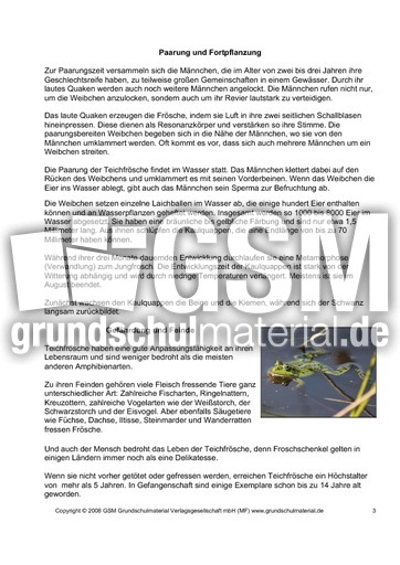 Steckbrief-Teichfrosch-Seite-3.pdf